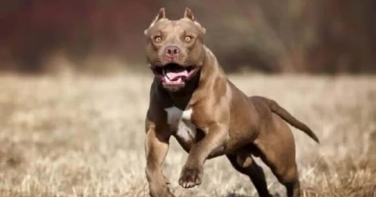 Una nena de 2 años fue atacada por un pitbull en Córdoba: sufrió graves heridas
