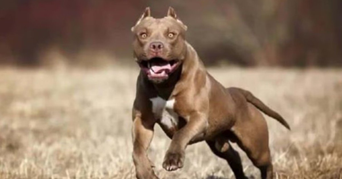 Una nena de 2 años fue atacada por un pitbull en Córdoba: sufrió graves heridas