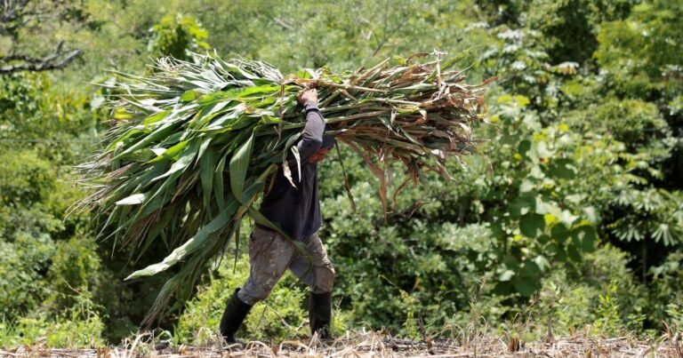 Pedro, agricultor de 50 años con 600 hectáreas: "Muevo 400.000 euros al mes con márgenes reducidos"