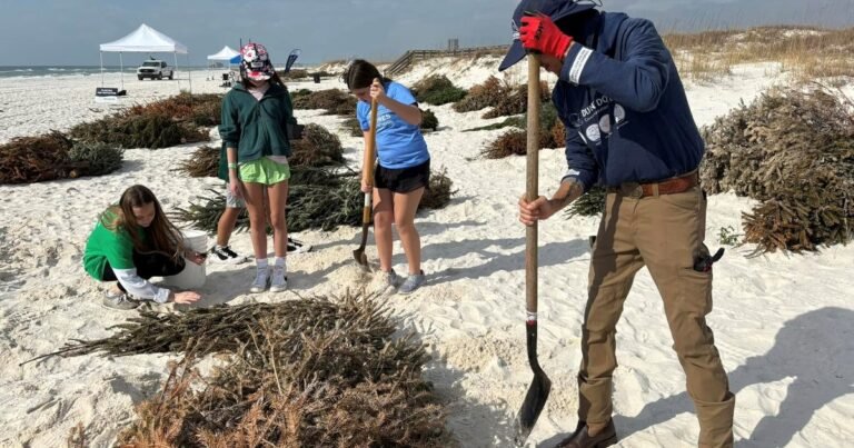 En 2021, estudiantes de Alabama comenzaron a colocar árboles de Navidad desechados a lo largo de las dunas de la costa del Golfo para atrapar arena; cada año, unos 200 estudiantes agregan aproximadamente 3000 plantas nativas a su alrededor
