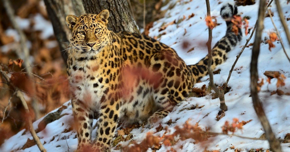 En el 2000, quedaban menos de 40 leopardos de Amur: cómo un programa de conservación logró triplicar su población
