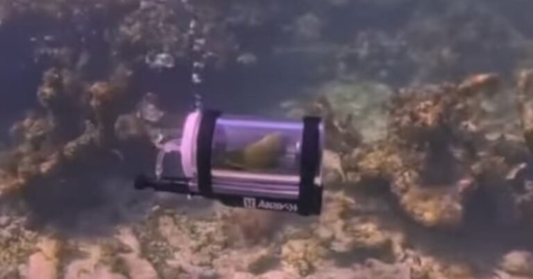 Un hombre de Iowa construyó un submarino en miniatura para su pajarito de 15 centímetros, para que el ave pudiera acompañarlo bajo el agua en las Bahamas: la cápsula casera utilizaba un tanque de aire de paintball, válvulas de seguridad y un monitor de oxígeno