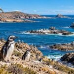 Tenía 16.500 hectáreas, fue donada y hoy es parte de un enorme parque de la Patagonia con ballenas y pingüinos