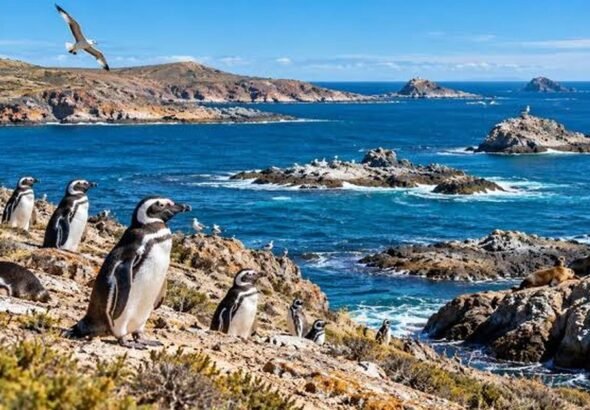 Tenía 16.500 hectáreas, fue donada y hoy es parte de un enorme parque de la Patagonia con ballenas y pingüinos
