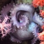 Descubren 57 nuevas especies en los cañones submarinos de Argentina tras la histórica expedición del CONICET que fue transmitida en vivo