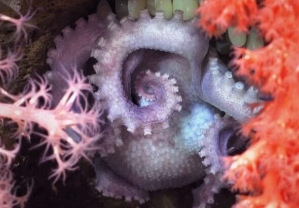 Descubren 57 nuevas especies en los cañones submarinos de Argentina tras la histórica expedición del CONICET que fue transmitida en vivo