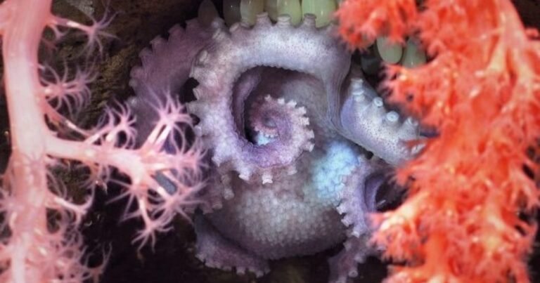 Descubren 57 nuevas especies en los cañones submarinos de Argentina tras la histórica expedición del CONICET que fue transmitida en vivo