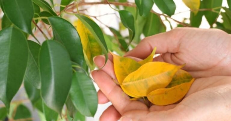 Los especialistas en plantas coinciden: “Si las hojas se ponen amarillas, no significa necesariamente que le falte agua”