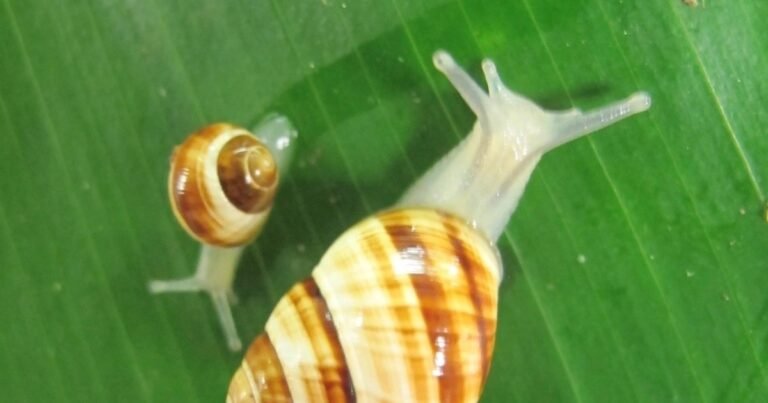 En 1955, Hawái introdujo el caracol lobo rosado para controlar los caracoles gigantes africanos; en cambio, devastó los caracoles arborícolas nativos, y 69 años después se reintrodujo una especie extinta en estado salvaje desde 1991
