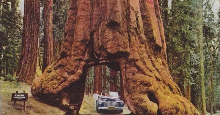 En 1881, Yosemite excavó un túnel para diligencias a través del tronco de una secuoya gigante de más de 2000 años de antigüedad, y el Árbol del Túnel de Wawona se convirtió en la atracción más fotografiada del parque; permaneció en pie 88 años más, se derrumbó bajo una fuerte nevada en 1969, y el parque nunca volvió a excavar otro árbol