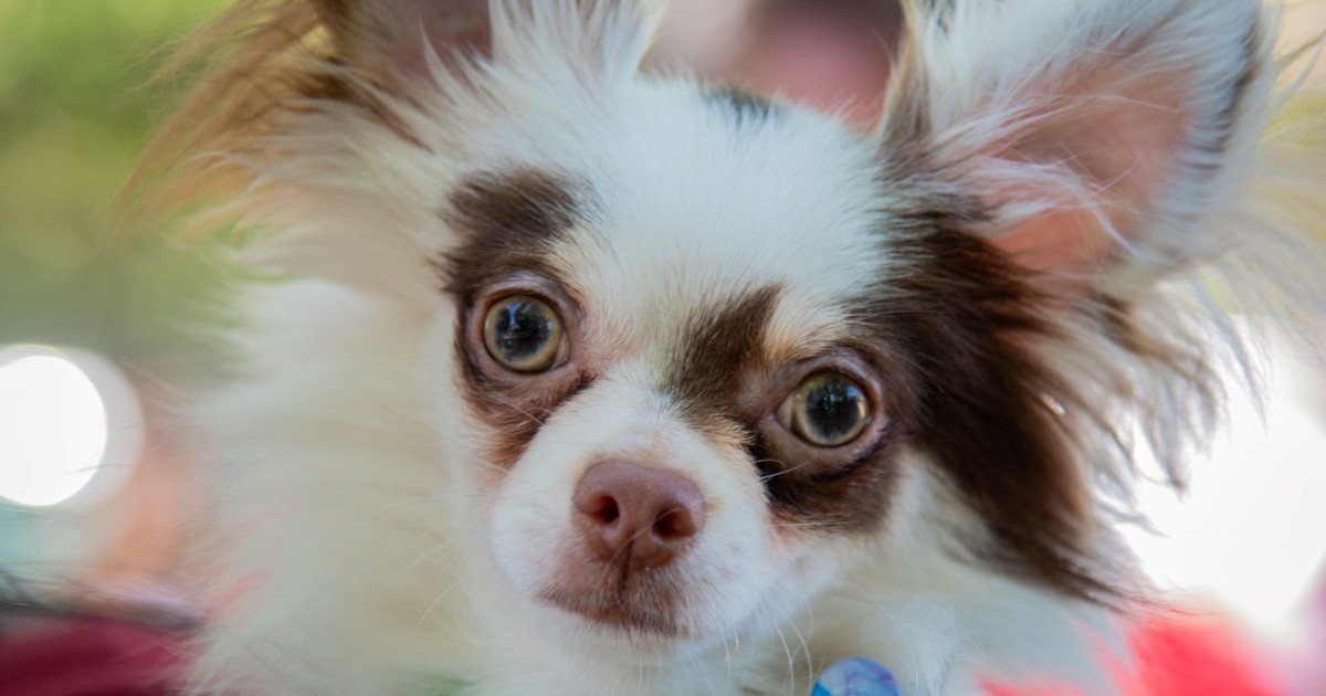 Del monitoreo con GPS y teléfonos para perros a prepagas y helados especiales: cómo será vivir con mascotas en el futuro