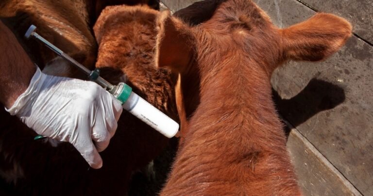 El Gobierno reglamentó la libre elección de veterinarios para la vacunación contra la aftosa