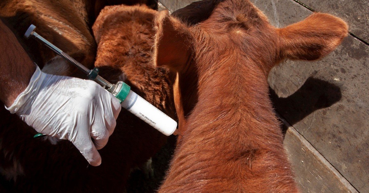 El Gobierno reglamentó la libre elección de veterinarios para la vacunación contra la aftosa