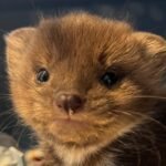 Un mamífero silvestre rehabilitado regresó a la naturaleza tiempo después de haber sido rescatado en una situación de extrema vulnerabilidad durante sus primeras semanas de vida