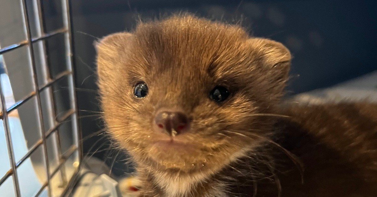 Un mamífero silvestre rehabilitado regresó a la naturaleza tiempo después de haber sido rescatado en una situación de extrema vulnerabilidad durante sus primeras semanas de vida