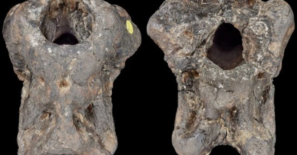 Un cráneo fósil estuvo escondido 100 años en un cajón y ahora descubren que es de una nueva especie de dinosaurio
