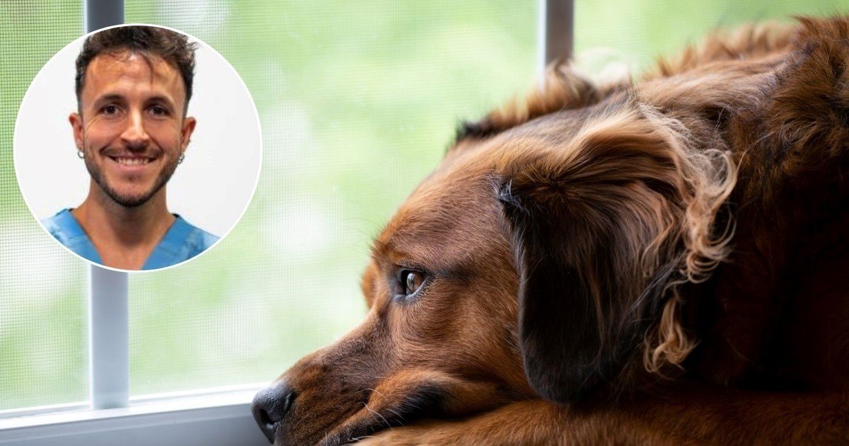 Lluís Benítez, oncólogo veterinario: “Se sabe, por estadística, que el cáncer es la causa de muerte de la mitad de los perros de más de 10 años"