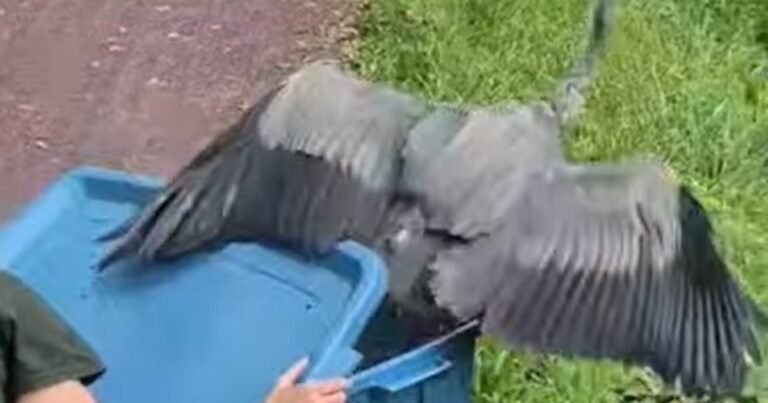 Una garza rehabilitada regresó a la naturaleza tiempo después de sufrir problemas de salud a causa de un incidente con un hilo de pesca
