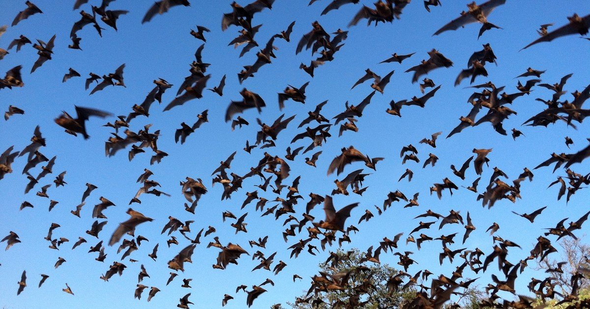 Los ganaderos de Texas impugnaron un proyecto de parque eólico de 46 turbinas cerca del río Devils en una demanda presentada en 2023, centrada en el acceso a la red eléctrica estatal. Los conservacionistas plantearon una preocupación diferente: los murciélagos y otros animales silvestres que habitan el paisaje circundante