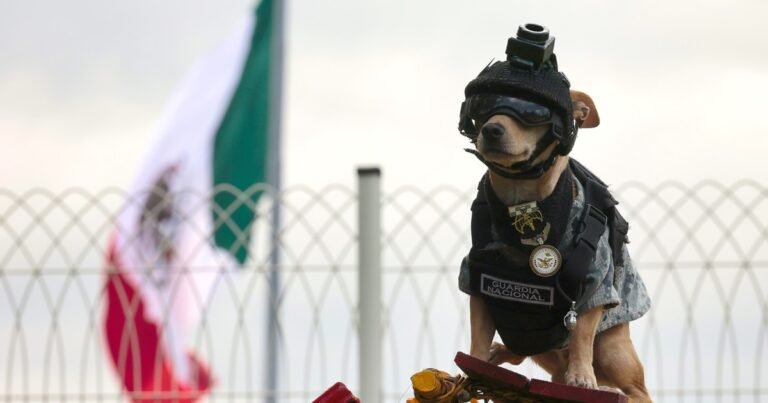 Comando Chihuahua: el perro militar de 20 centímetros que conquistó las redes en México