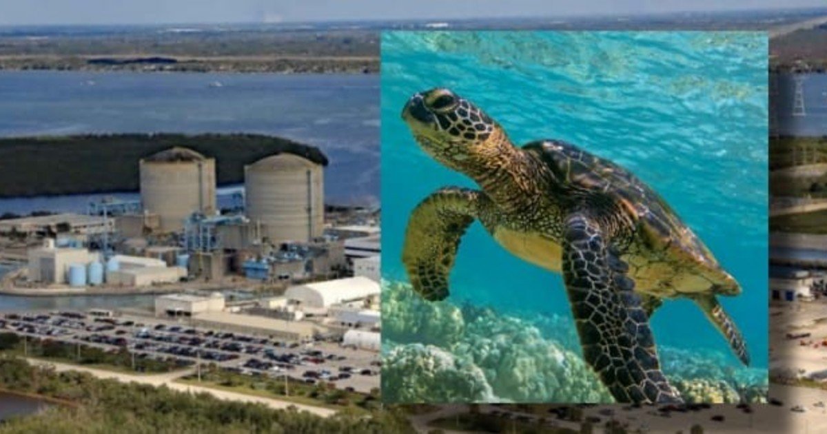 Una central nuclear de Florida toma agua del Atlántico a través de tuberías a 457 metros de la costa, y las tortugas marinas viajan en ellas hacia un canal de refrigeración de casi 1,6 kilómetros; así los biólogos registraron tres patrones para mejorar su conservación
