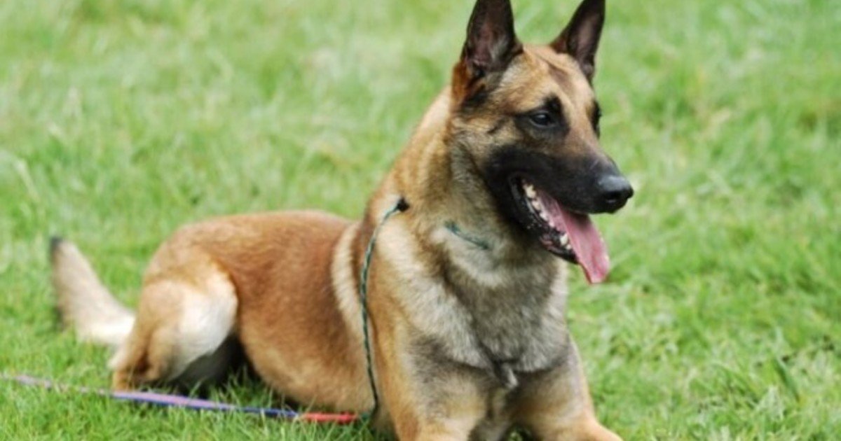 Una mujer fue atacada salvajemente por tres perros en Cañuelas: perdió un brazo, tiene una pierna comprometida y quedó en coma