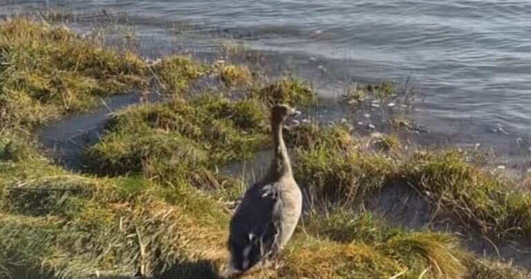 Un ave que había sido rescatada en mal estado en el mar pudo regresar a la vida silvestre tras una rehabilitación: "Después de unas semanas de cuidados especiales, el ave había recuperado sus fuerzas y su estado físico, y estaba lista para volver a la naturaleza"