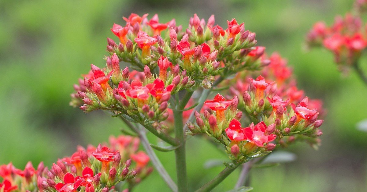 Cómo cuidar un kalanchoe para que florezca durante más tiempo: los secretos del riego y la ubicación